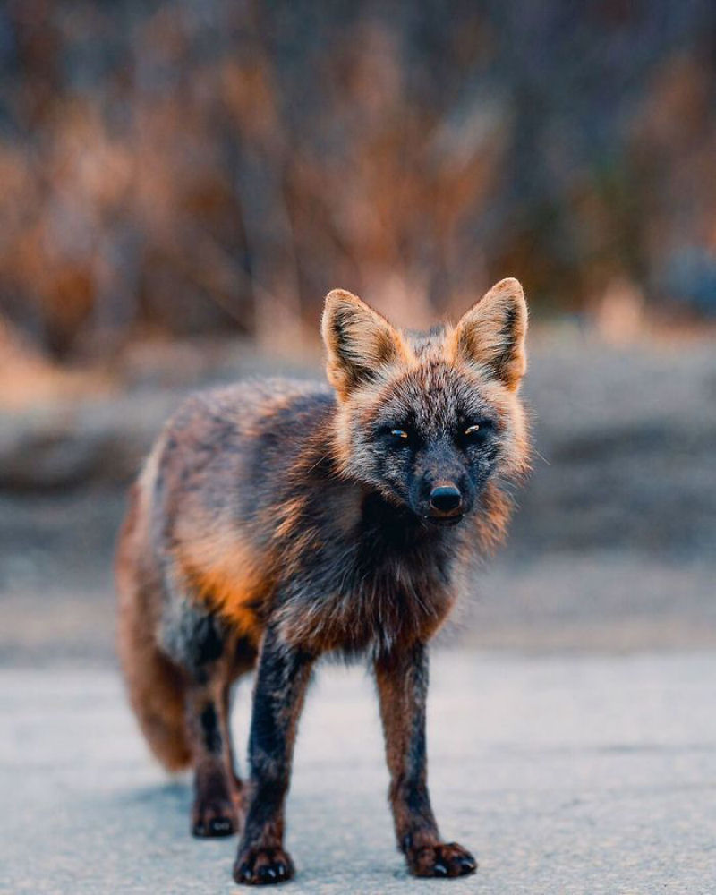 Fotgrafo conquista a confiana de belas raposas cruzadas e passa 8 semanas fotografando elas 05