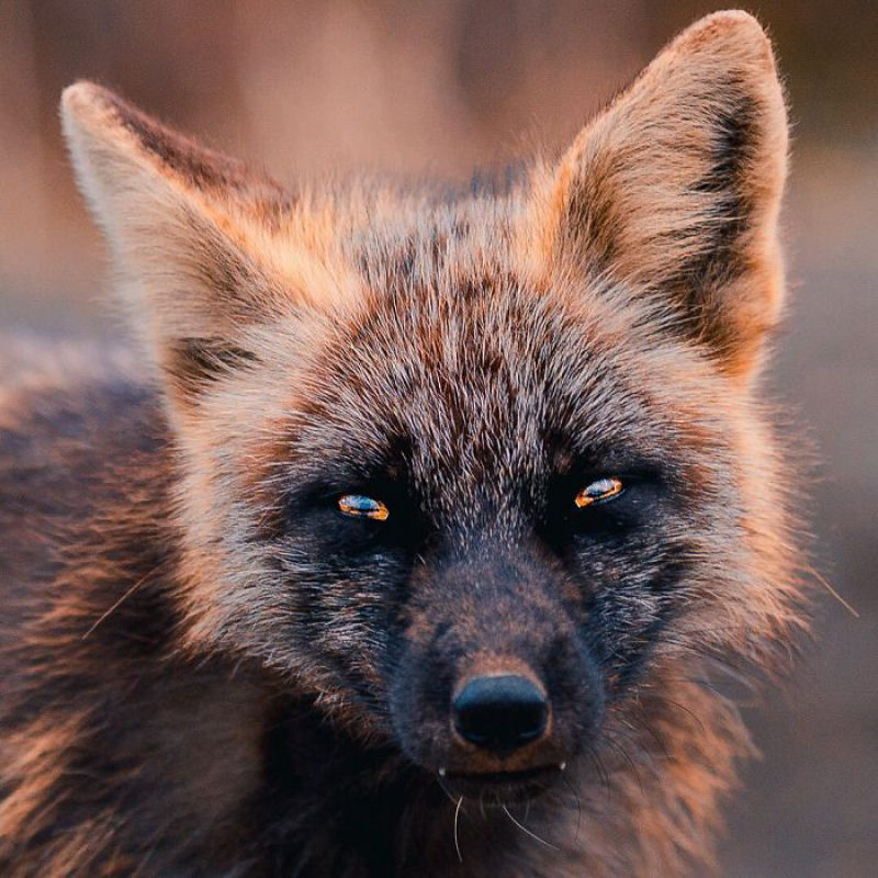 Fotgrafo conquista a confiana de belas raposas cruzadas e passa 8 semanas fotografando elas 06