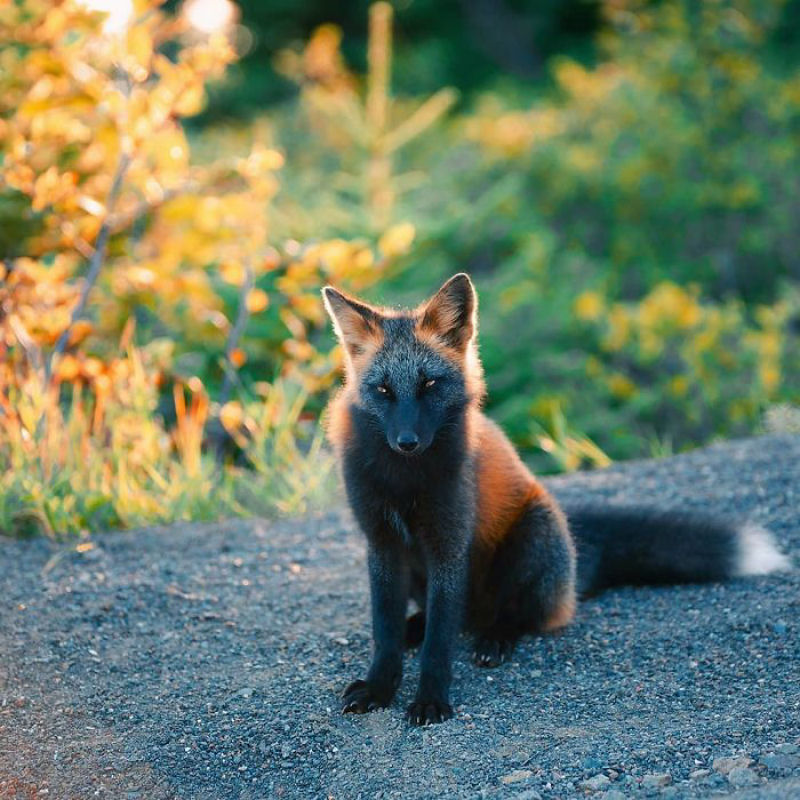 Fotgrafo conquista a confiana de belas raposas cruzadas e passa 8 semanas fotografando elas 07