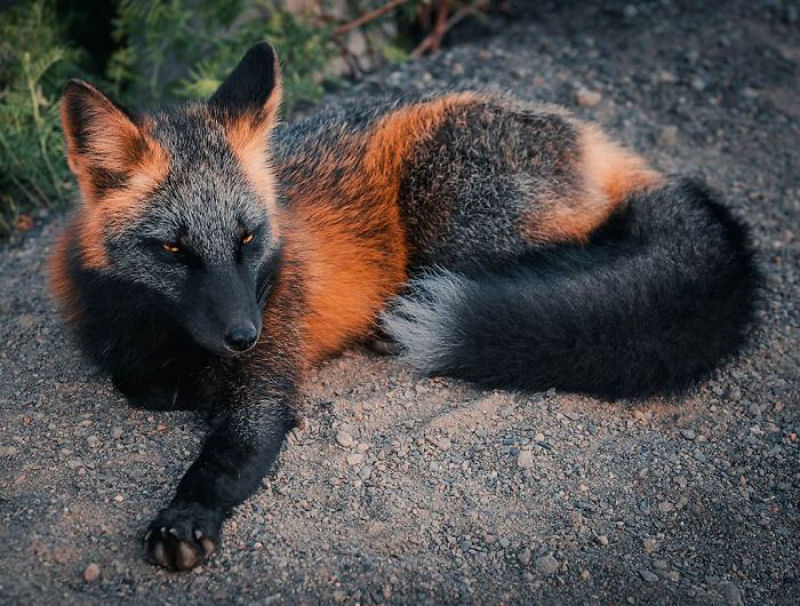 Fotgrafo conquista a confiana de belas raposas cruzadas e passa 8 semanas fotografando elas 08