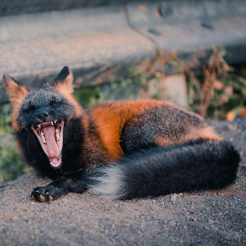 Fotgrafo conquista a confiana de belas raposas cruzadas e passa 8 semanas fotografando elas 09