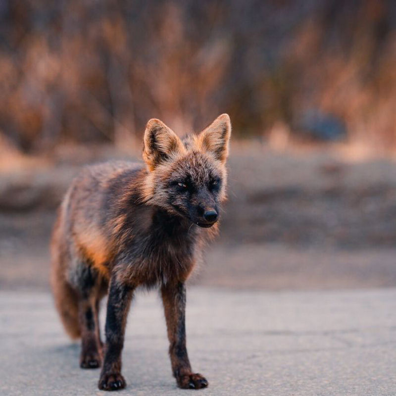 Fotgrafo conquista a confiana de belas raposas cruzadas e passa 8 semanas fotografando elas 10