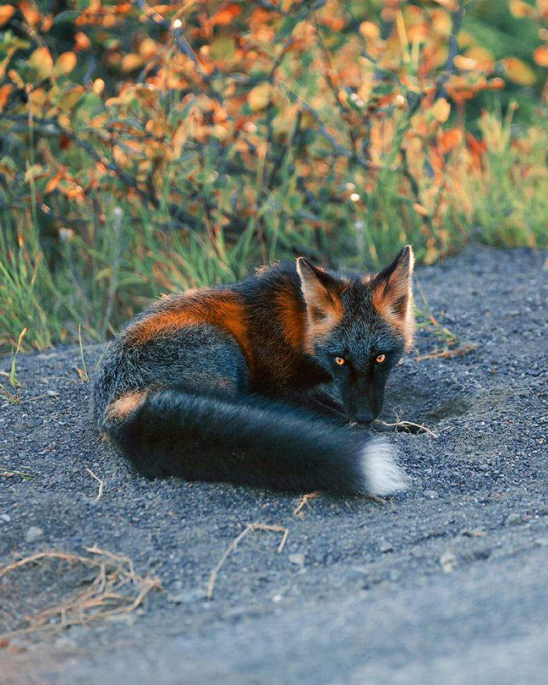 Fotgrafo conquista a confiana de belas raposas cruzadas e passa 8 semanas fotografando elas 11