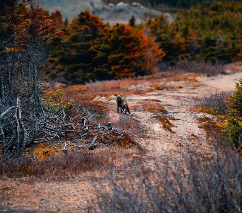 Fotgrafo conquista a confiana de belas raposas cruzadas e passa 8 semanas fotografando elas 12
