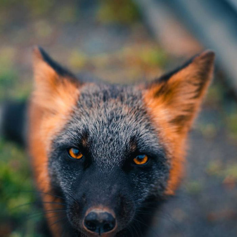 Fotgrafo conquista a confiana de belas raposas cruzadas e passa 8 semanas fotografando elas 13