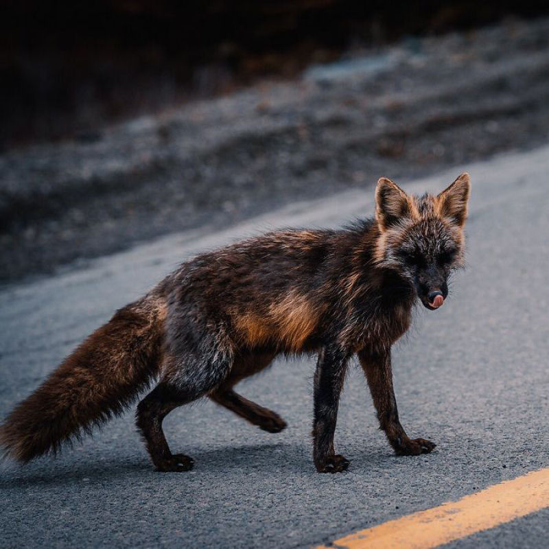 Fotgrafo conquista a confiana de belas raposas cruzadas e passa 8 semanas fotografando elas 14