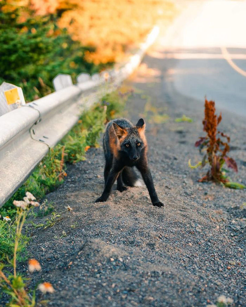 Fotgrafo conquista a confiana de belas raposas cruzadas e passa 8 semanas fotografando elas 15