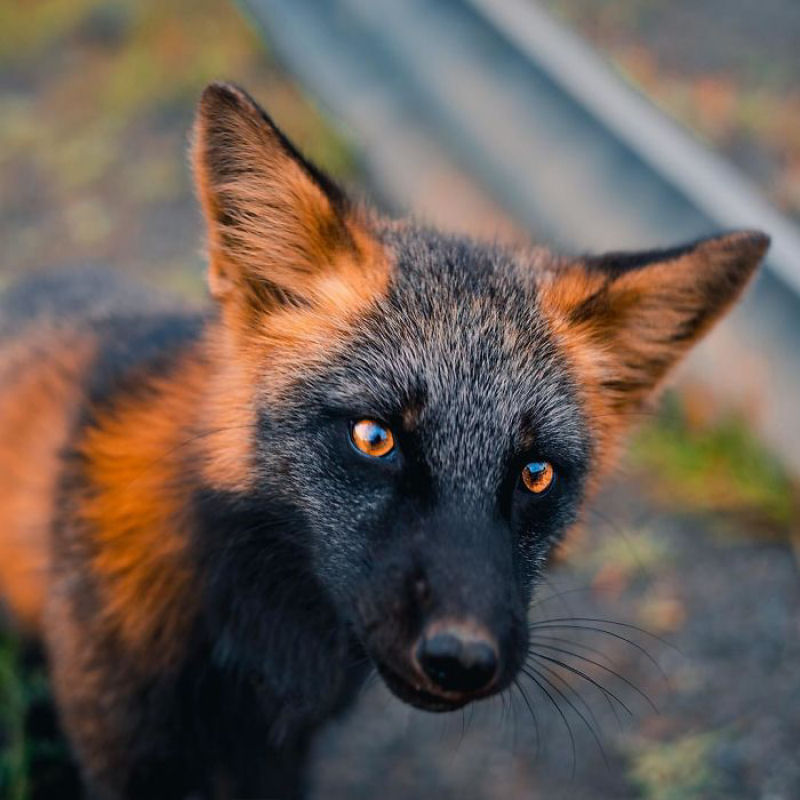 Fotgrafo conquista a confiana de belas raposas cruzadas e passa 8 semanas fotografando elas 16