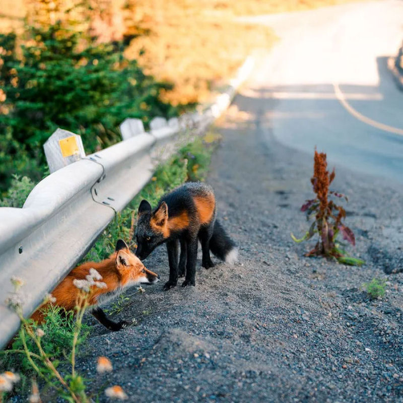 Fotgrafo conquista a confiana de belas raposas cruzadas e passa 8 semanas fotografando elas 17