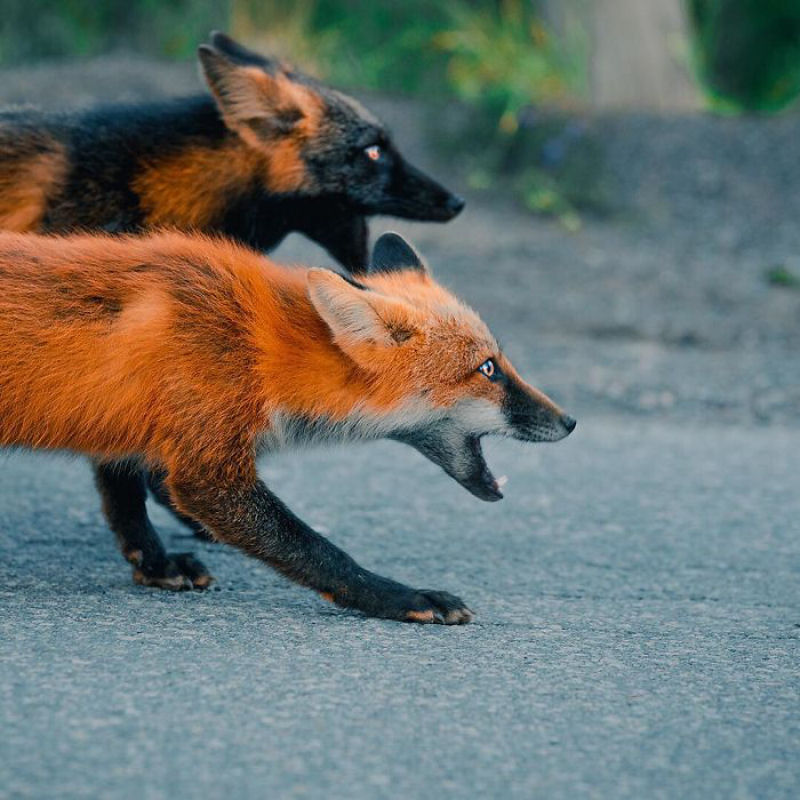 Fotgrafo conquista a confiana de belas raposas cruzadas e passa 8 semanas fotografando elas 18