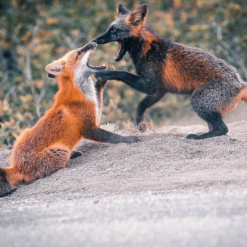 Fotgrafo conquista a confiana de belas raposas cruzadas e passa 8 semanas fotografando elas 19