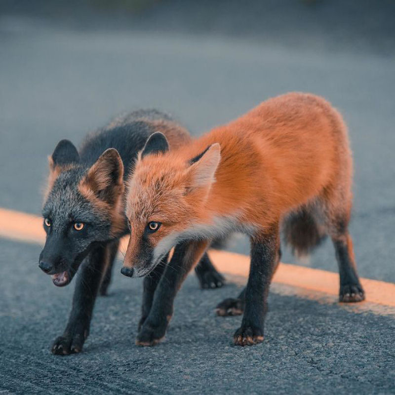 Fotgrafo conquista a confiana de belas raposas cruzadas e passa 8 semanas fotografando elas 20