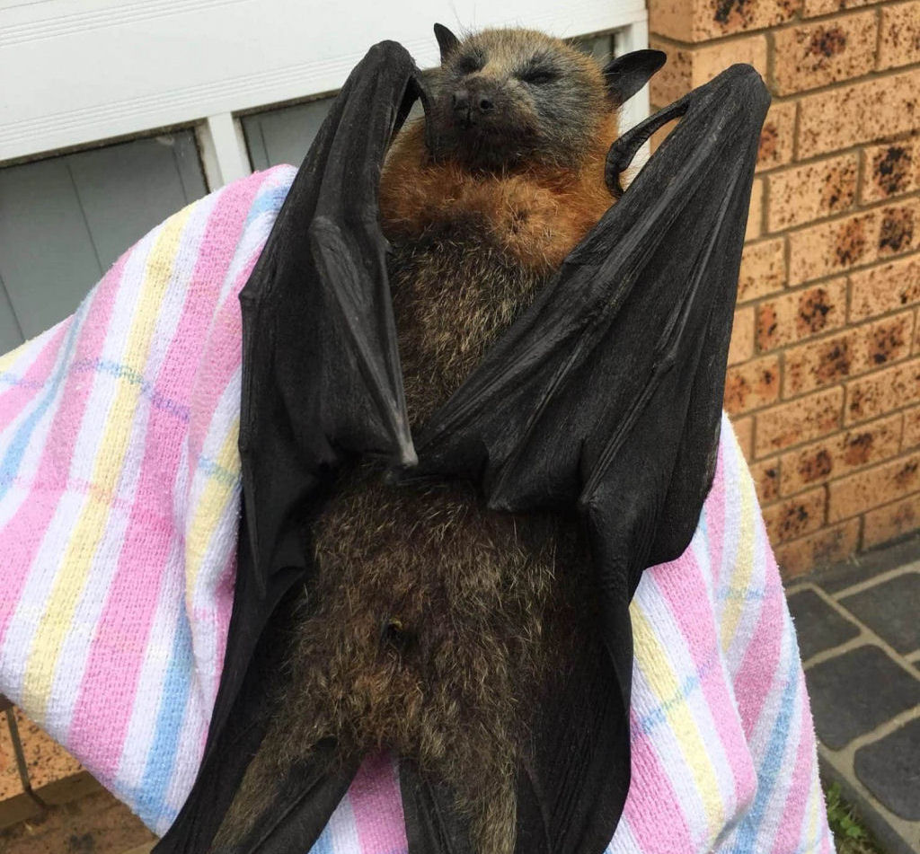 Faz tanto calor na Austrália que os morcegos estão caindo «cozidos» das árvores
