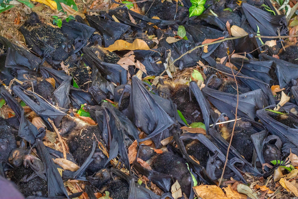 Famílias australianas vivem um pesadelo com milhares de morcegos que morrem em seus quintais devido à onda de calor