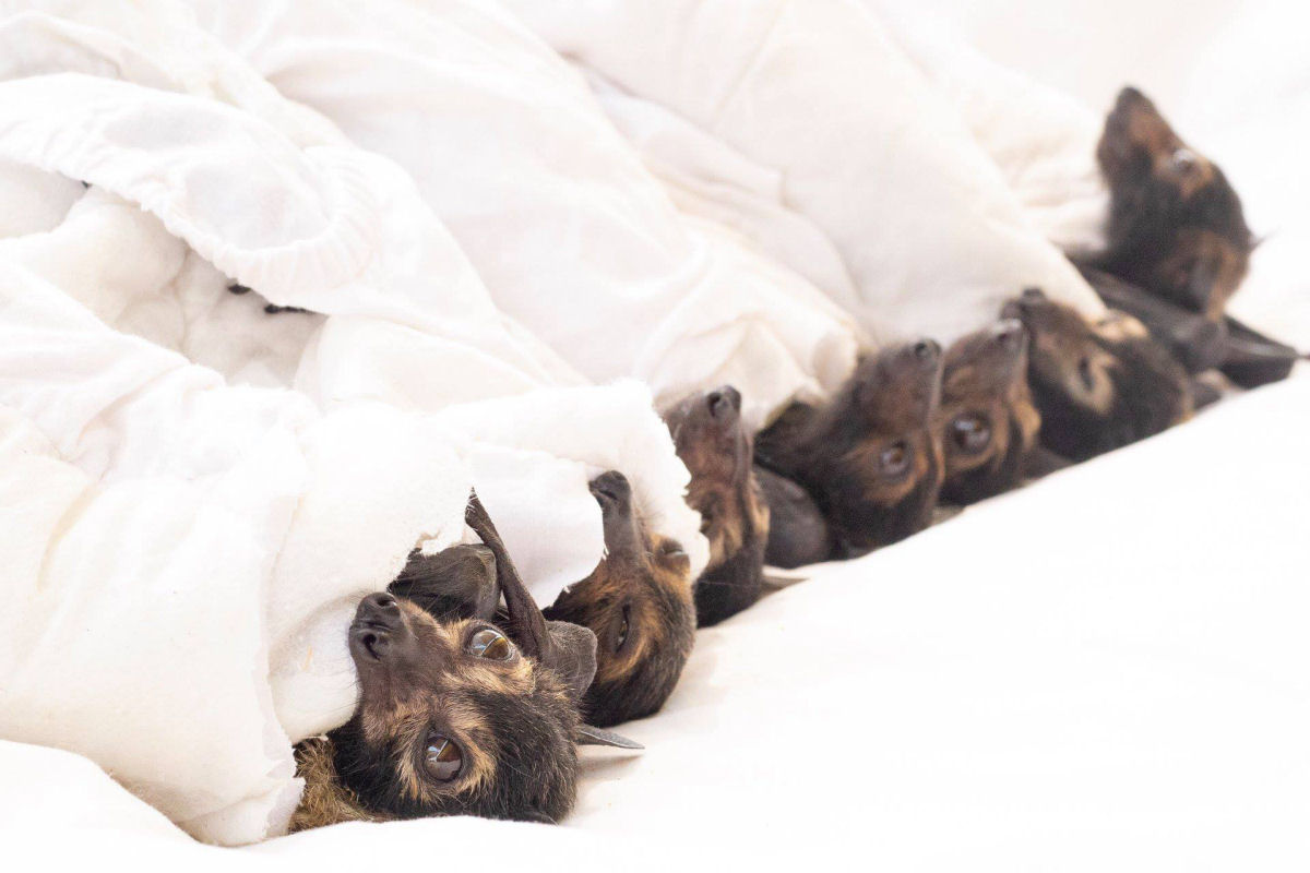 Famílias australianas vivem um pesadelo com milhares de morcegos que morrem em seus quintais devido à onda de calor