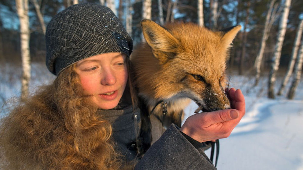 O experimento russo que começou há 60 anos e que pode fazer das raposas um animal de estimação