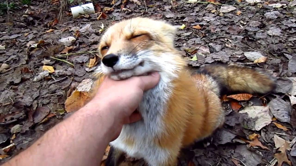O experimento russo que começou há 60 anos e que pode fazer das raposas um animal de estimação