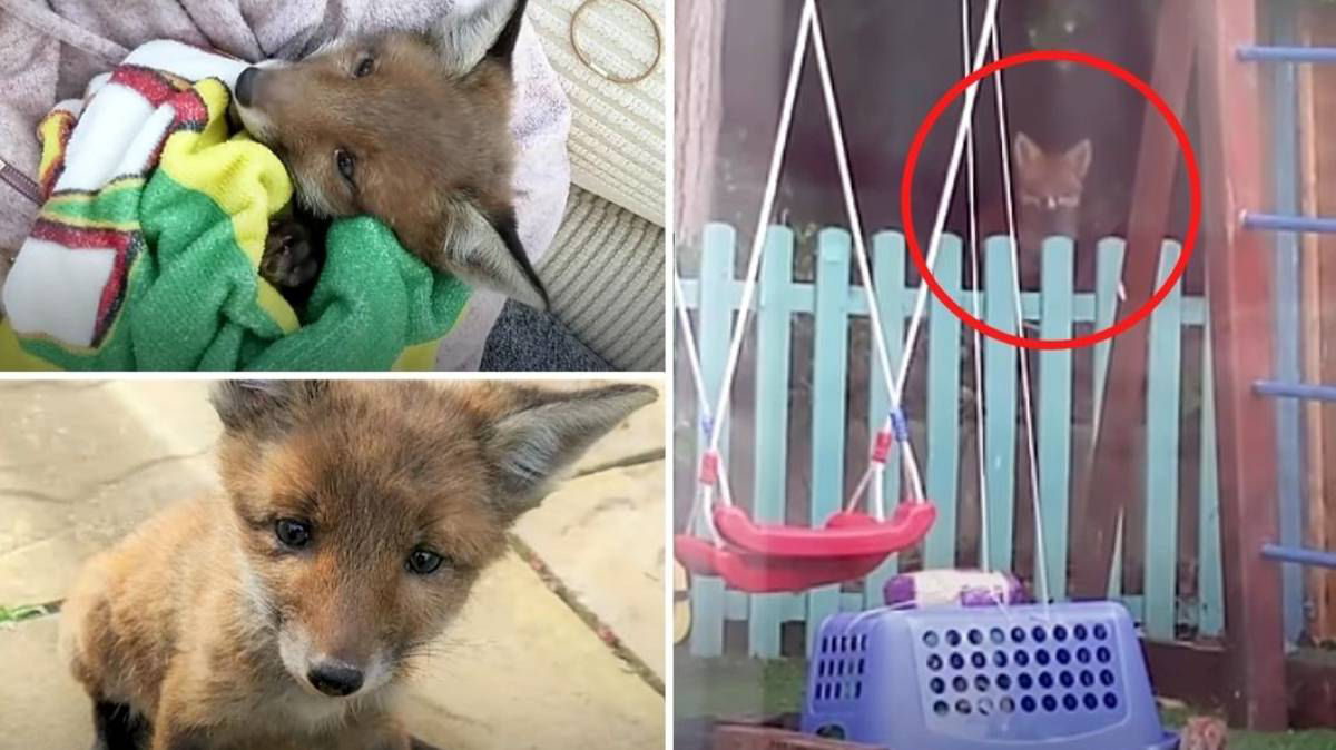 Família resgata bebê raposa em seu quintal e o reúne com a mãe