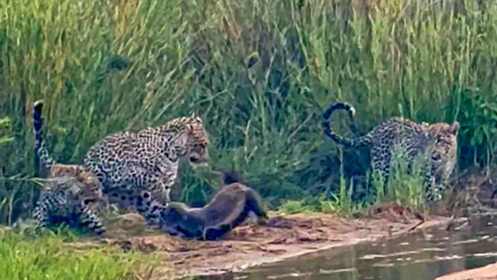 Veja um texugo-do-mel lutar contra 3 leopardos em 'batalha inacreditável' pela sobrevivência