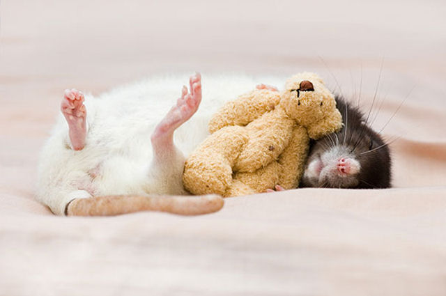 Uma adorvel coleo de fotos de ratinhos com ursinhos de pelcia 02