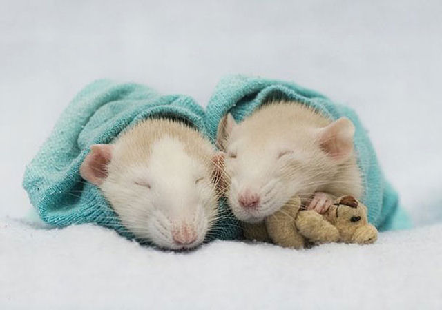 Uma adorvel coleo de fotos de ratinhos com ursinhos de pelcia 04