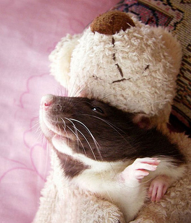 Uma adorvel coleo de fotos de ratinhos com ursinhos de pelcia 11