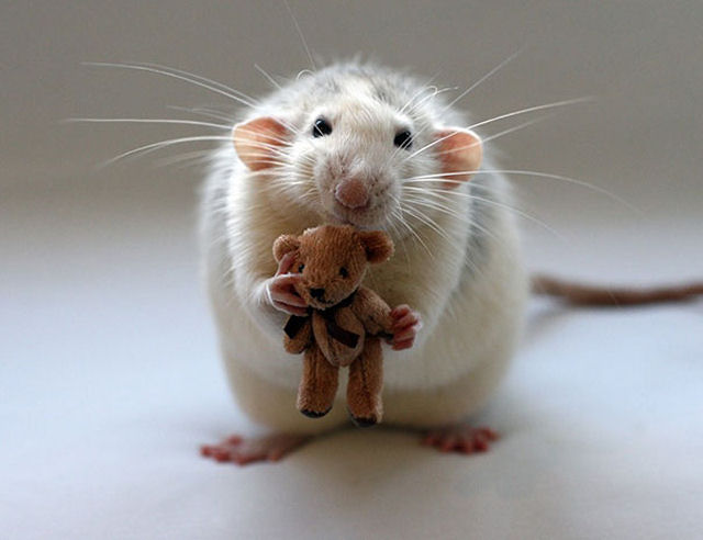 Uma adorvel coleo de fotos de ratinhos com ursinhos de pelcia 13