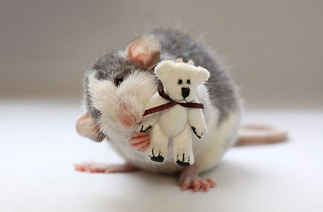 Uma adorvel coleo de fotos de ratinhos com ursinhos de pelcia 15