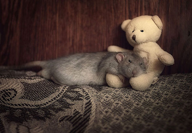 Uma adorvel coleo de fotos de ratinhos com ursinhos de pelcia 18