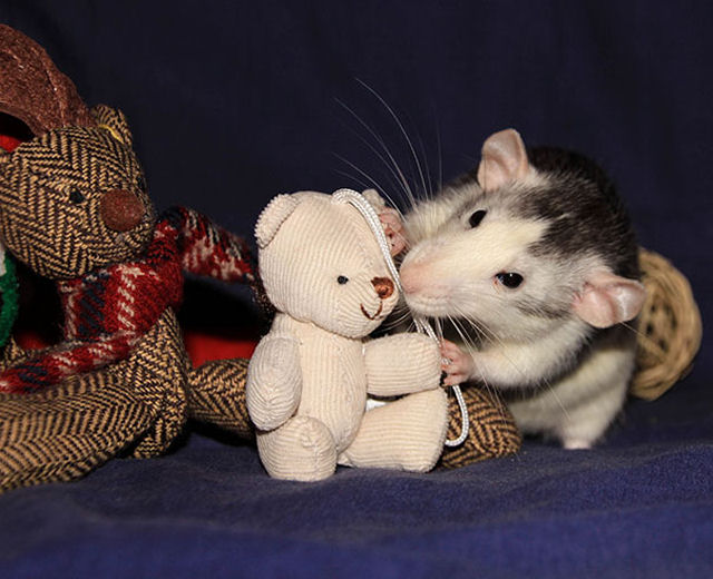 Uma adorvel coleo de fotos de ratinhos com ursinhos de pelcia 19