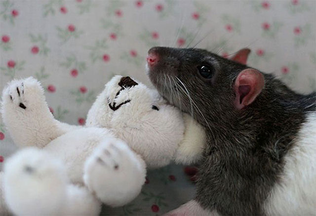 Uma adorvel coleo de fotos de ratinhos com ursinhos de pelcia 20