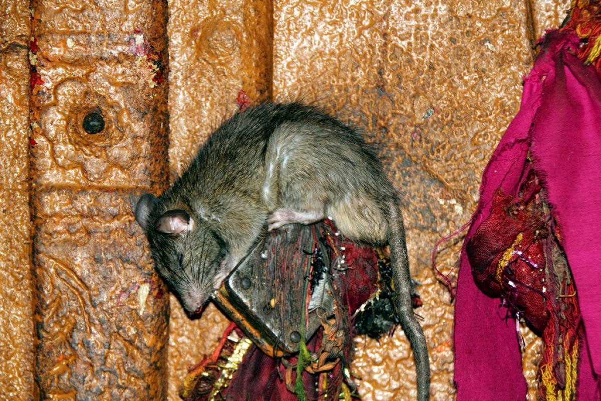Karni Mata, um templo repleto de milhares de ratos sagrados