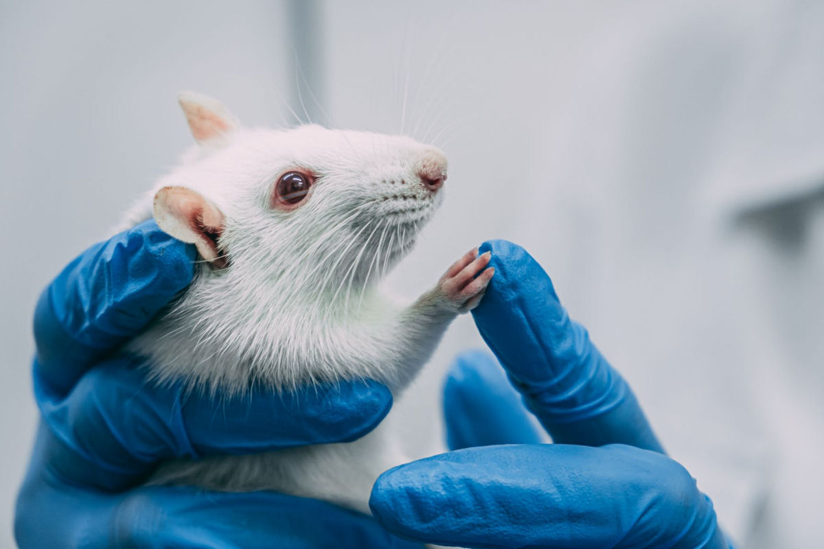 Será que estamos vivendo a era do fim dos ratos de laboratório?