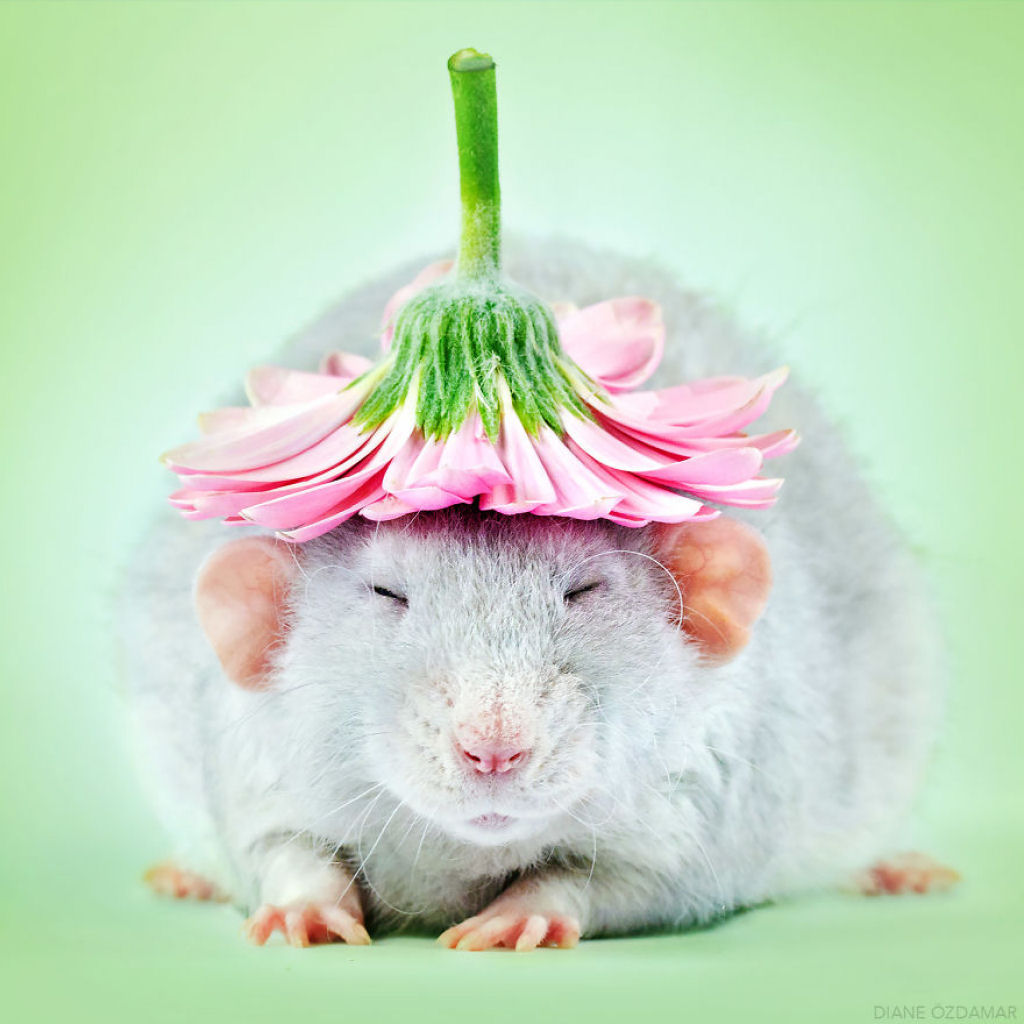 Ilustradora fotografa ratos para romper com a imagem negativa desses roedores 01