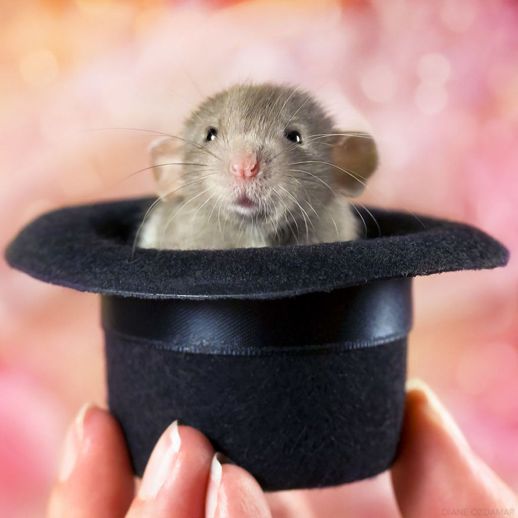 Ilustradora fotografa ratos para romper com a imagem negativa desses roedores 03