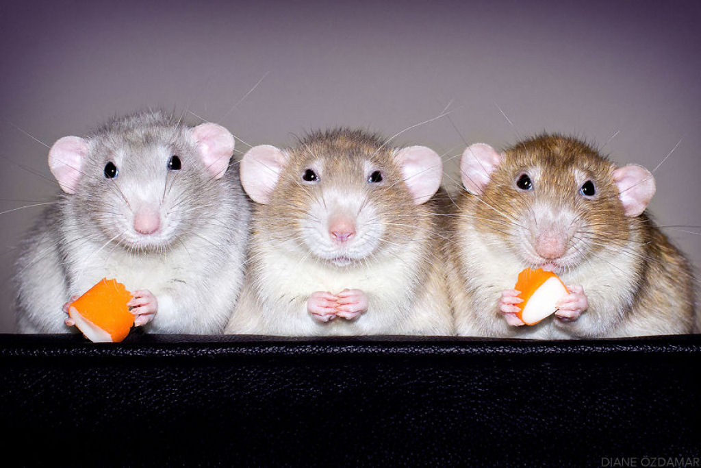 Ilustradora fotografa ratos para romper com a imagem negativa desses roedores 04