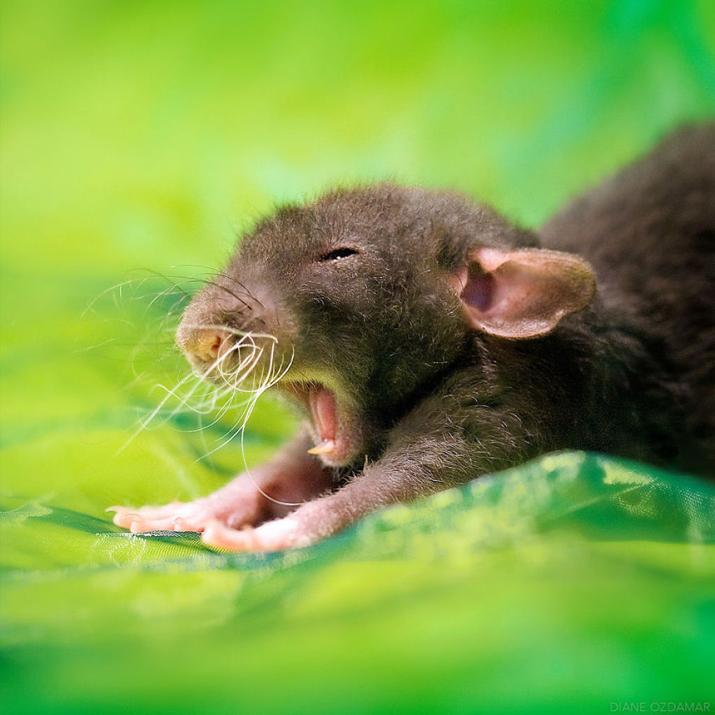 Ilustradora fotografa ratos para romper com a imagem negativa desses roedores 06