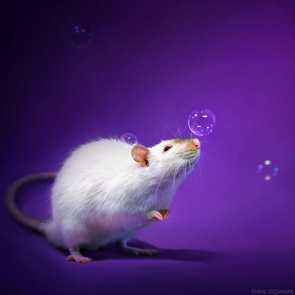Ilustradora fotografa ratos para romper com a imagem negativa desses roedores 07