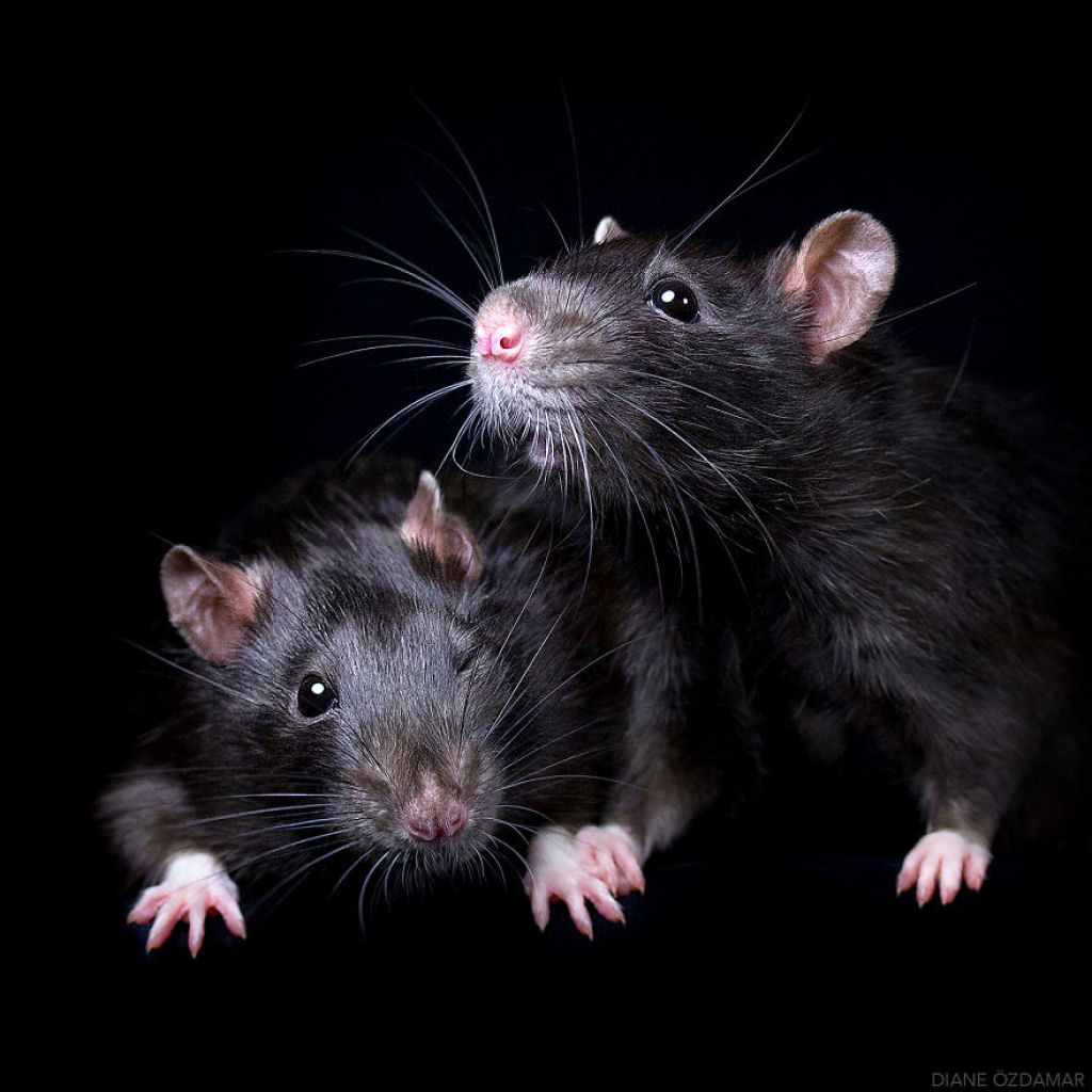 Ilustradora fotografa ratos para romper com a imagem negativa desses roedores 09