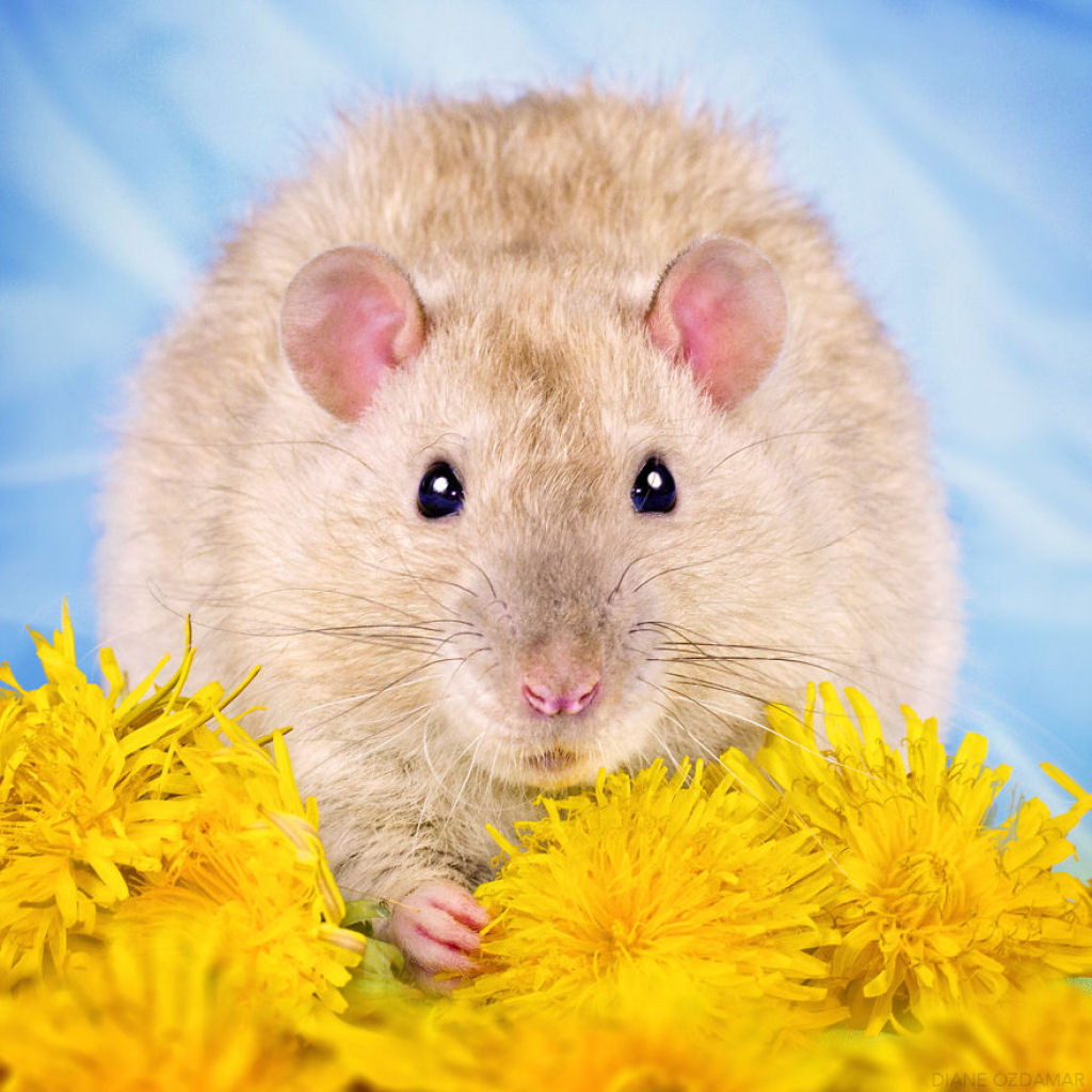 Ilustradora fotografa ratos para romper com a imagem negativa desses roedores 10
