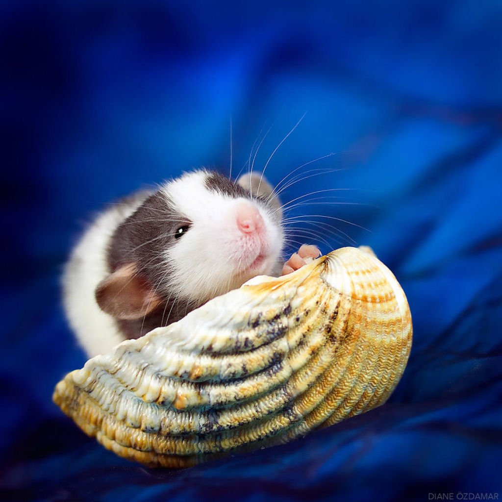 Ilustradora fotografa ratos para romper com a imagem negativa desses roedores 12