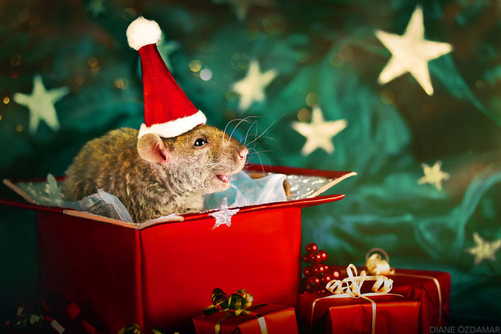Ilustradora fotografa ratos para romper com a imagem negativa desses roedores 15