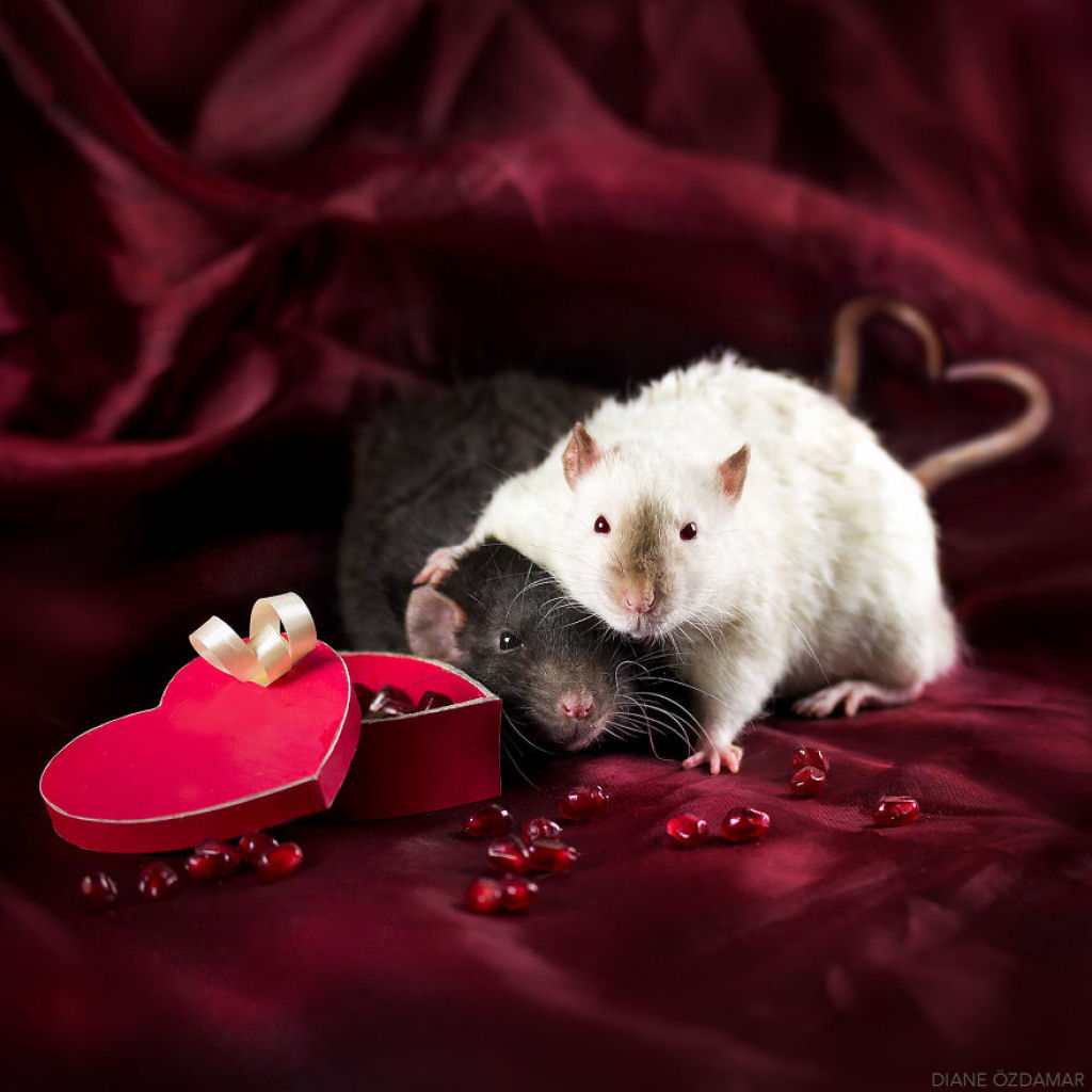 Ilustradora fotografa ratos para romper com a imagem negativa desses roedores 16