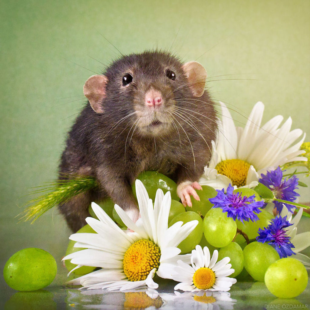 Ilustradora fotografa ratos para romper com a imagem negativa desses roedores 17