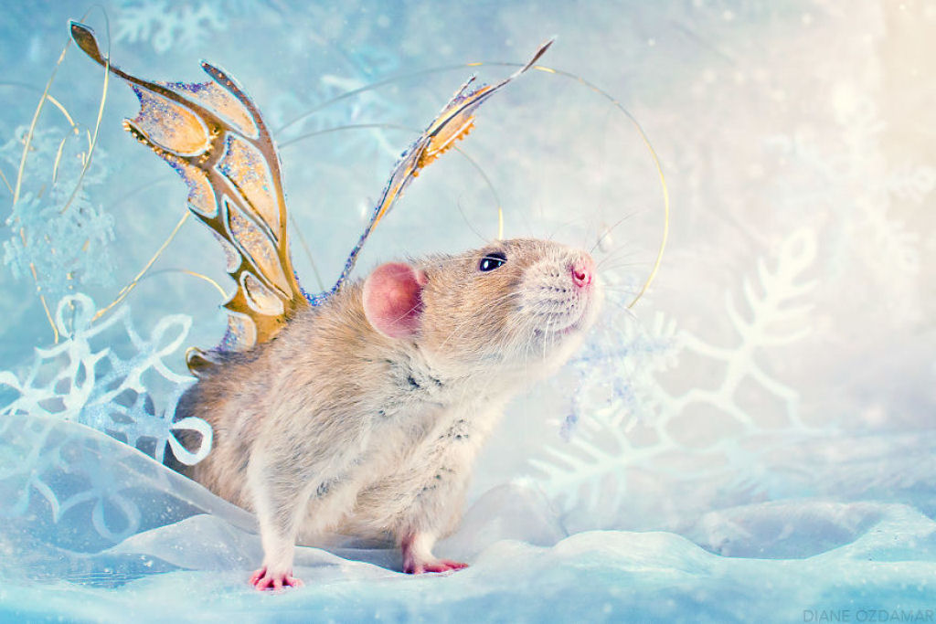 Ilustradora fotografa ratos para romper com a imagem negativa desses roedores 18