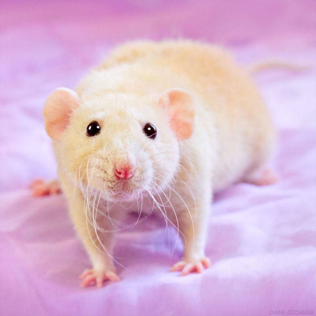 Ilustradora fotografa ratos para romper com a imagem negativa desses roedores 19