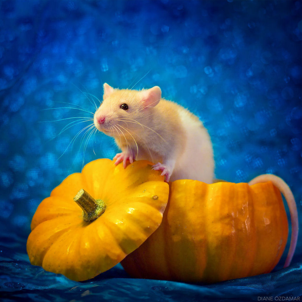 Ilustradora fotografa ratos para romper com a imagem negativa desses roedores 20