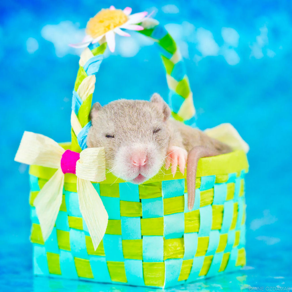 Ilustradora fotografa ratos para romper com a imagem negativa desses roedores 21
