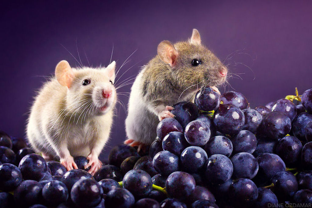 Ilustradora fotografa ratos para romper com a imagem negativa desses roedores 22