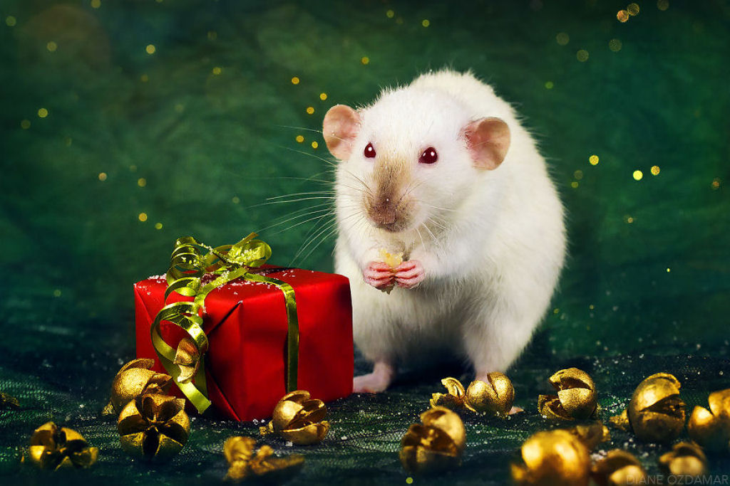 Ilustradora fotografa ratos para romper com a imagem negativa desses roedores 23